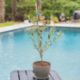Picture of Arbequina Olive