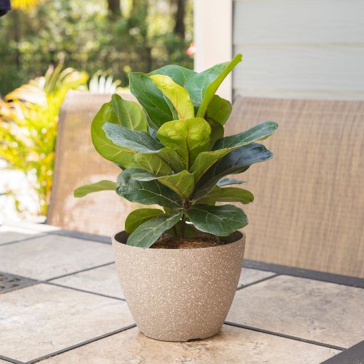 Picture of Fiddle Leaf Fig