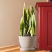 Picture of Snake Plant