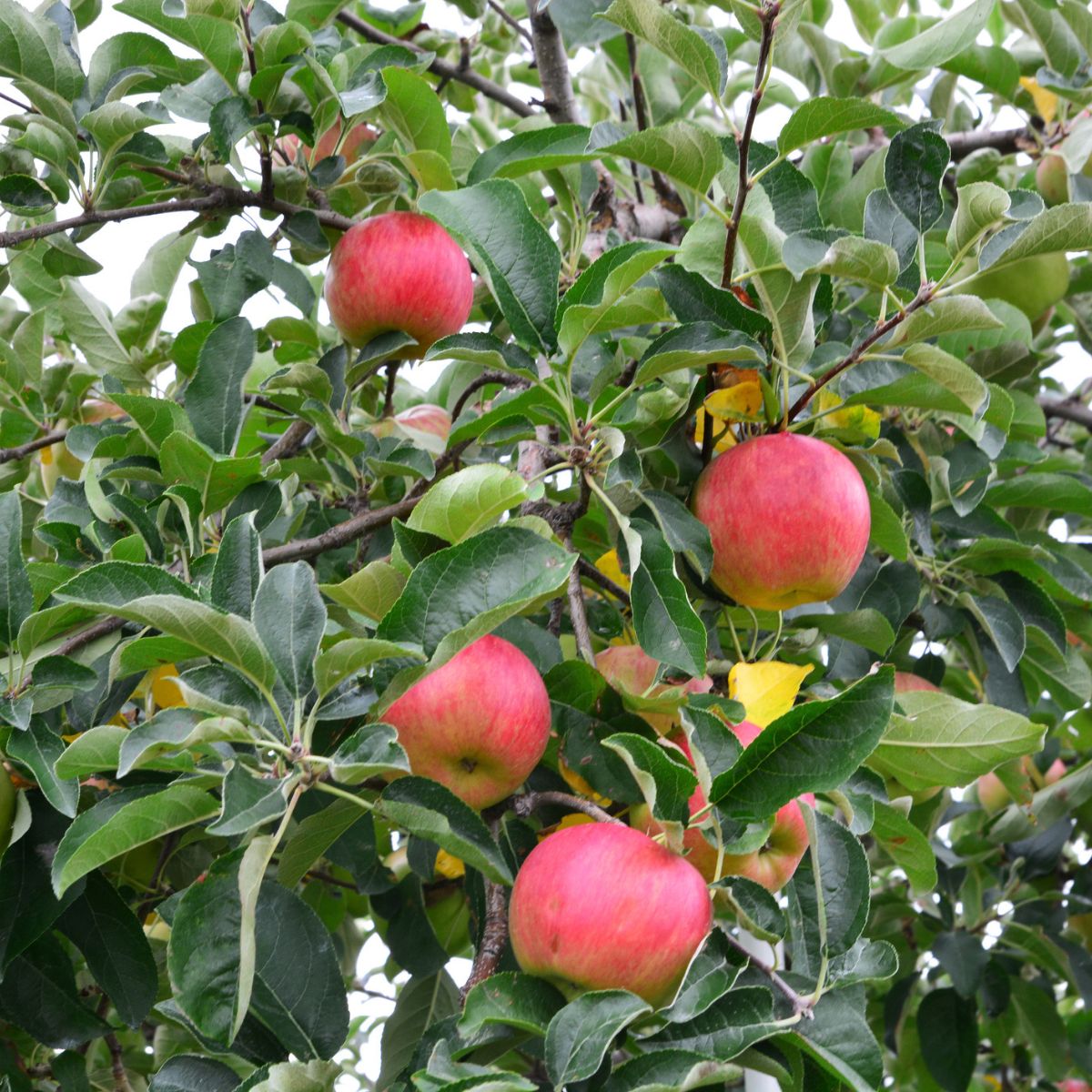 Online Orchards Dwarf Honeycrisp Apple Tree Bare Root Apple - The