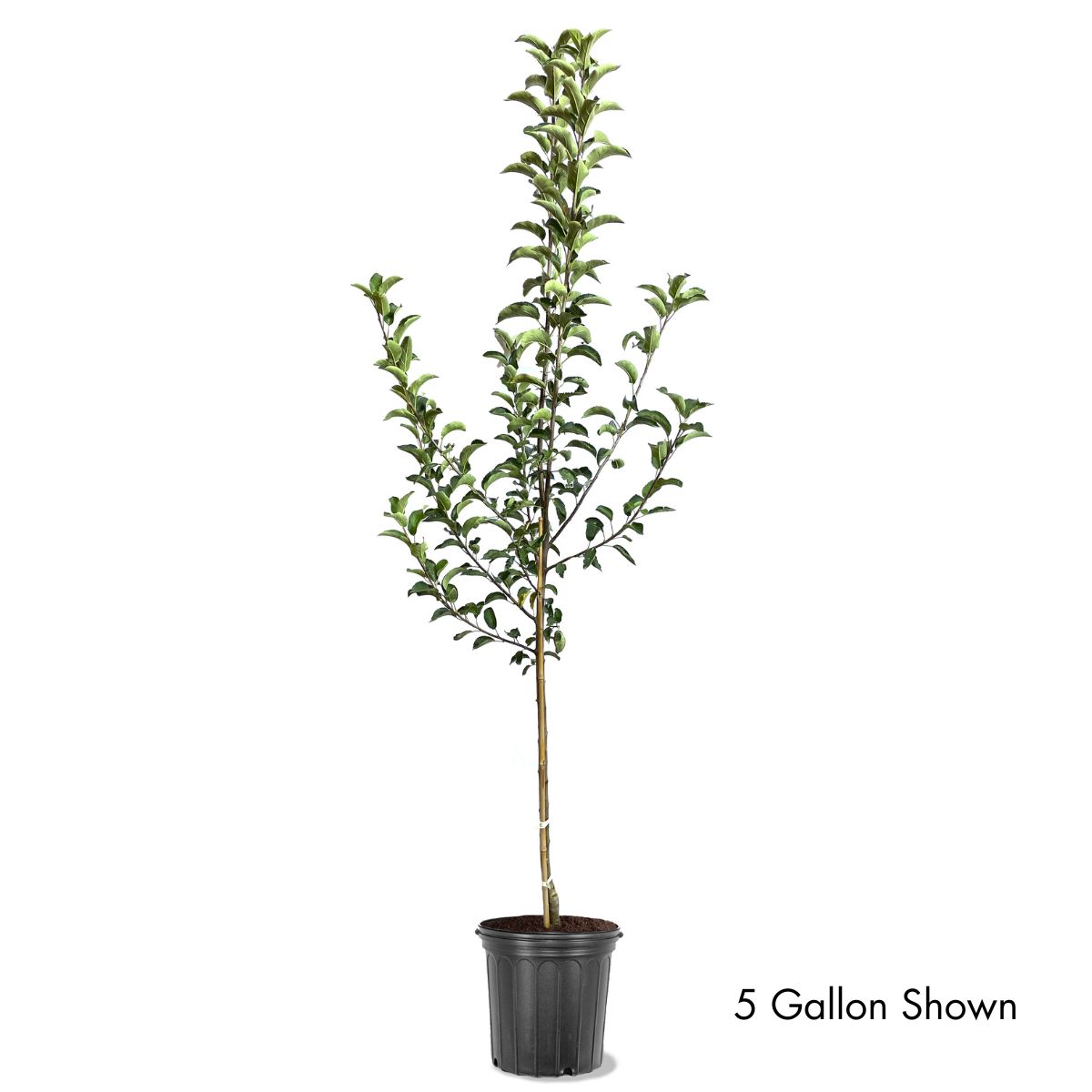 Weeping Willow Trees for Sale at Arbor Day's Online Tree Nursery - Arbor  Day Foundation