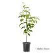Picture of Cherokee Princess® White Dogwood