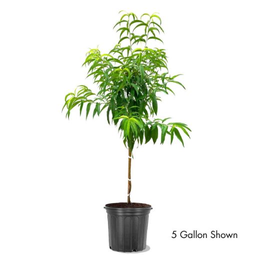 China Pearl Peach Trees for Sale at Arbor Day's Online Tree Nursery ...