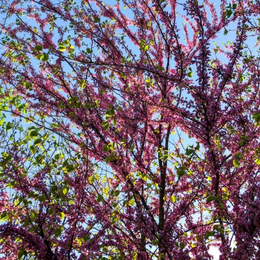Picture of Rising Sun™ Redbud