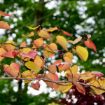 Picture of Flame Thrower® Redbud