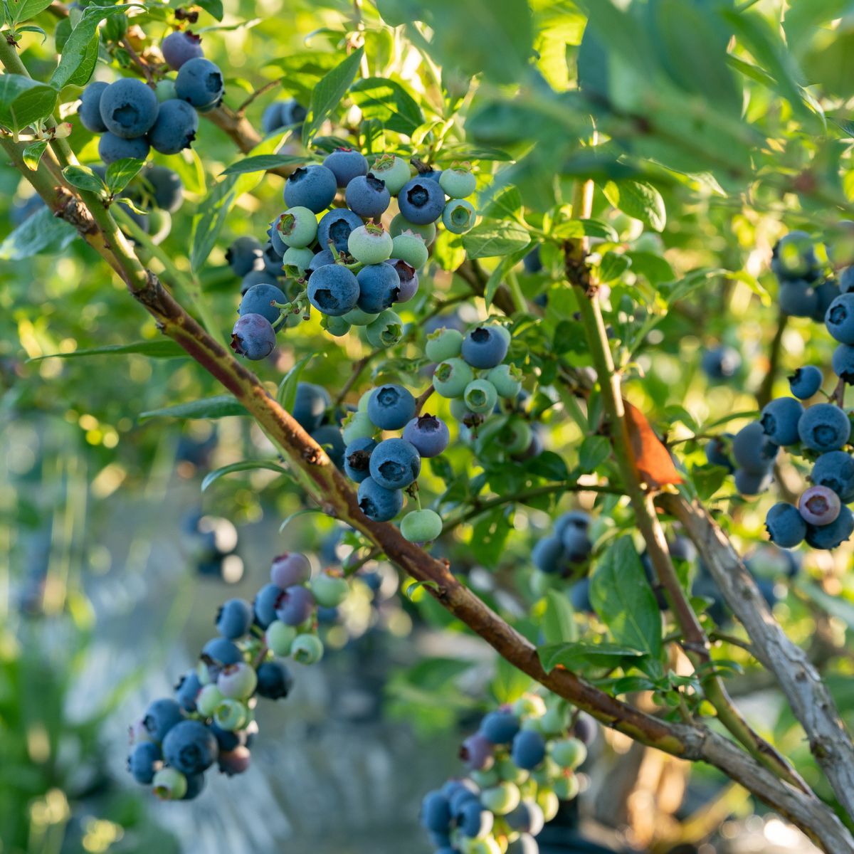 Climax Blueberry Information Climax Blueberry Bush Rabbiteye 