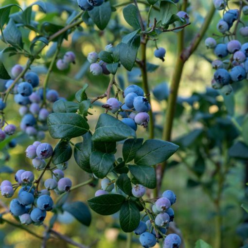 Picture of BlueJay Blueberry
