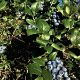 Picture of Herbert Blueberry 
