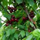 Picture of Santina Cherry