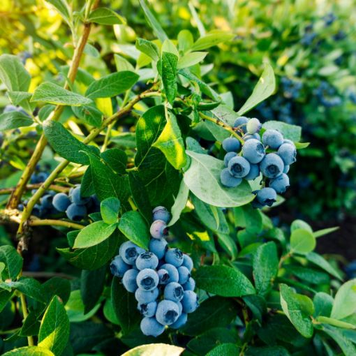 Picture of Meader Blueberry