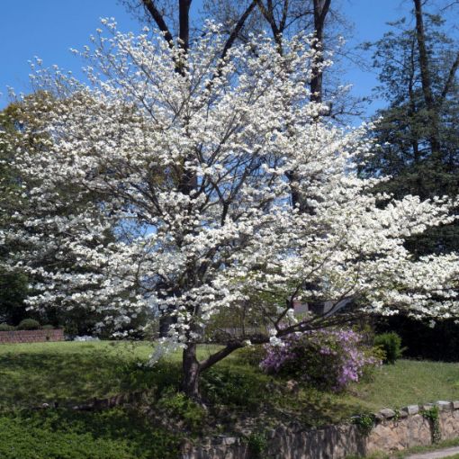 Scarlet Fire® Dogwood