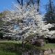 Picture of Cloud 9 Dogwood