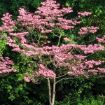 Picture of Pink Kousa Dogwood