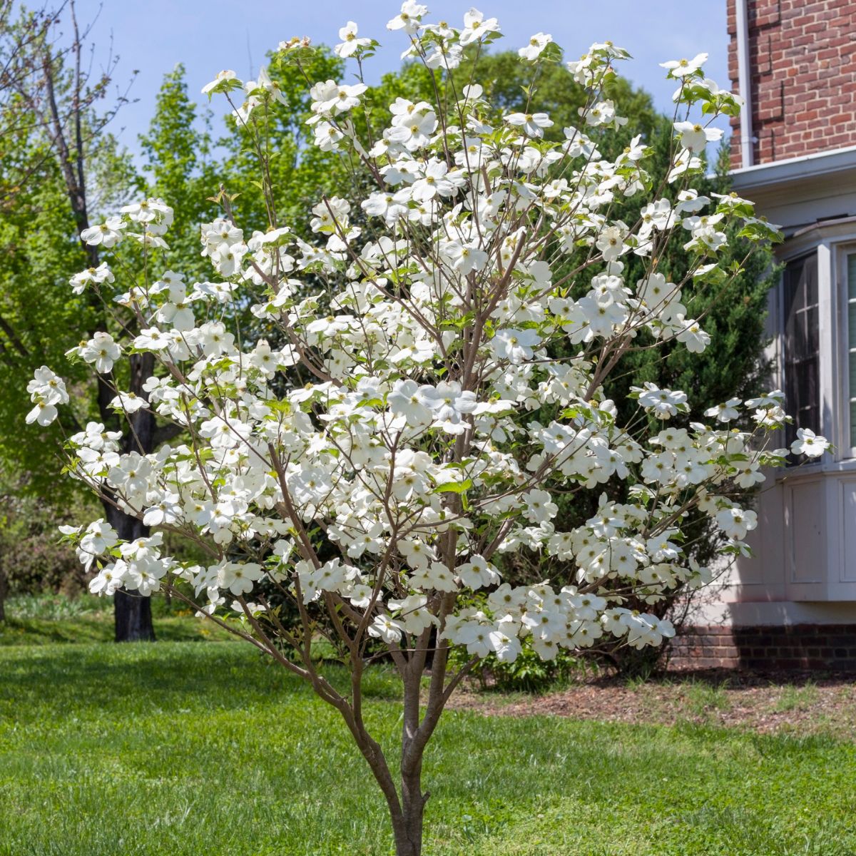 Appalachian Joy Dogwood Trees for Sale at Arbor Days Online Tree Nursery -  Arbor Day Foundation