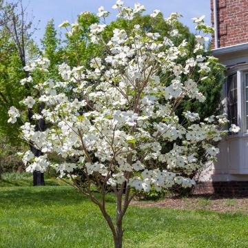 Trees For Sale At The Arbor Day Tree Nursery - Arbor Day Foundation