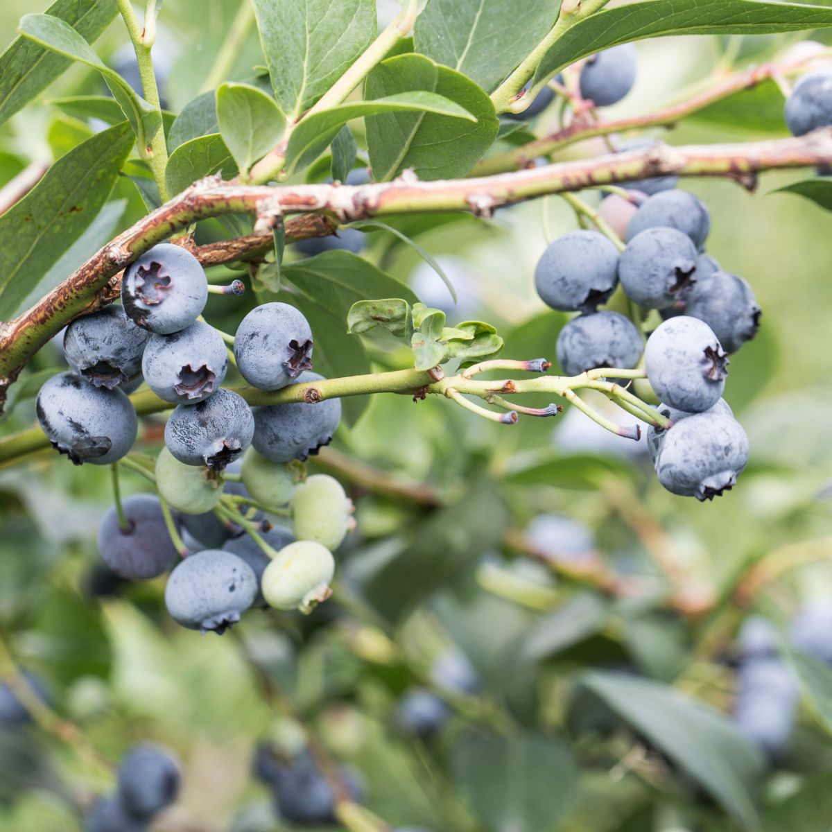 Powder Blue Blueberry Bushes for Sale at Arbor Day's Online Tree