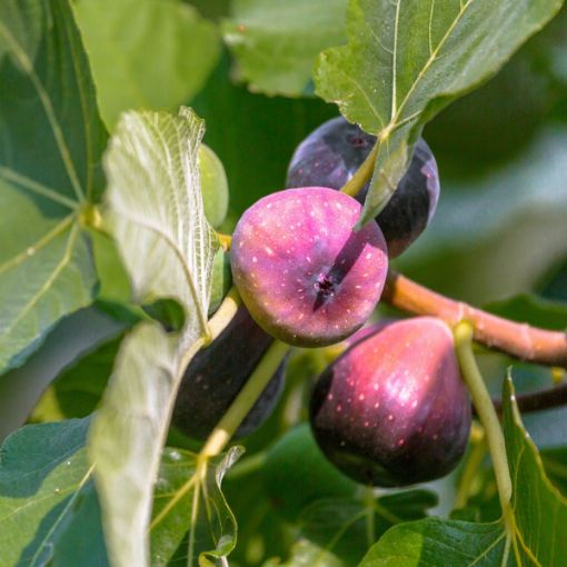 Picture of LSU Purple Fig