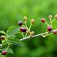 Picture of Mahaleb Cherry