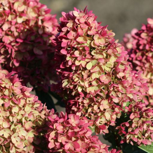 Picture of Dragon Baby™ Hardy Hydrangea