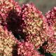 Picture of Dragon Baby™ Hardy Hydrangea