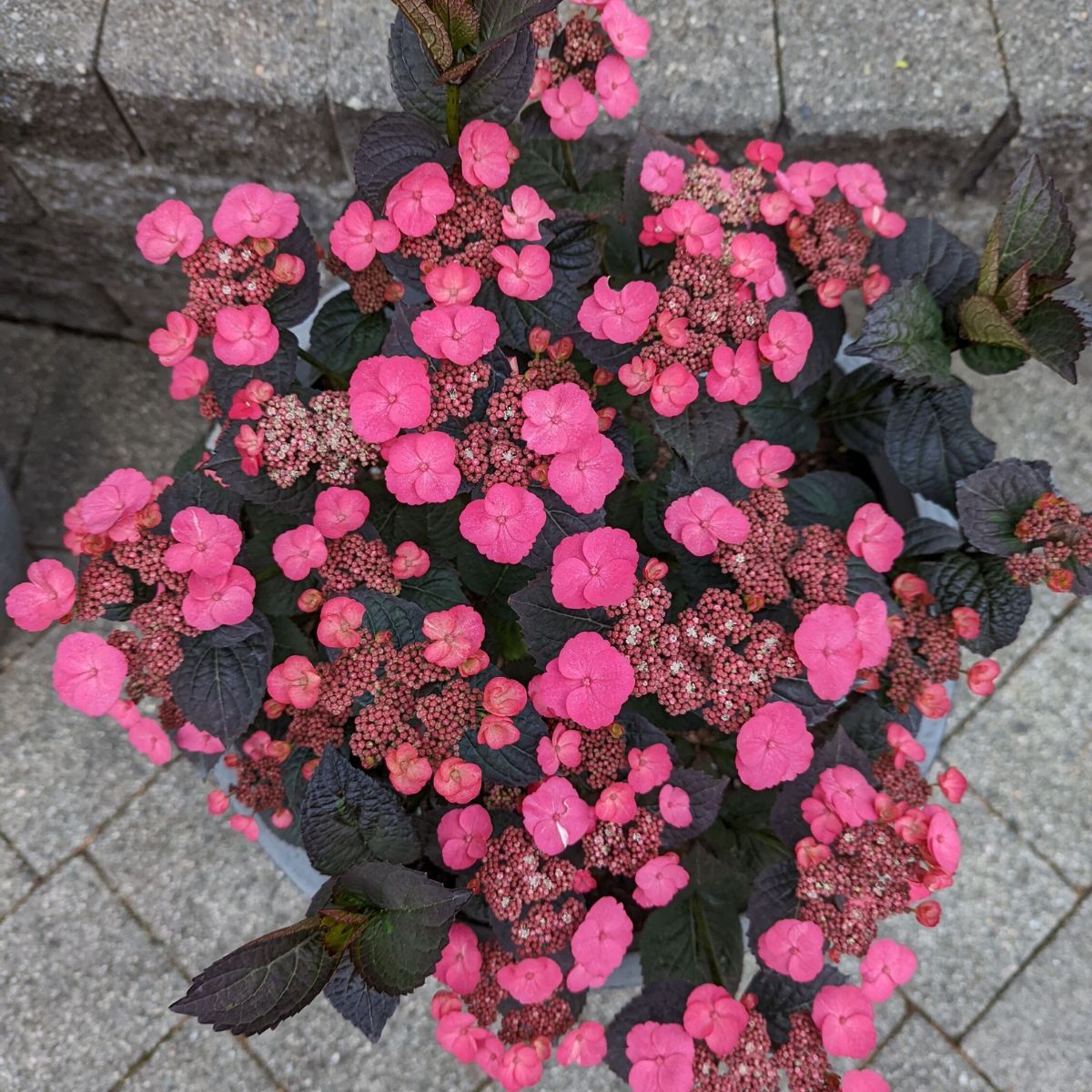 Pink Dynamo™ Hydrangea Serrata