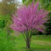 Picture of Eastern Redbud