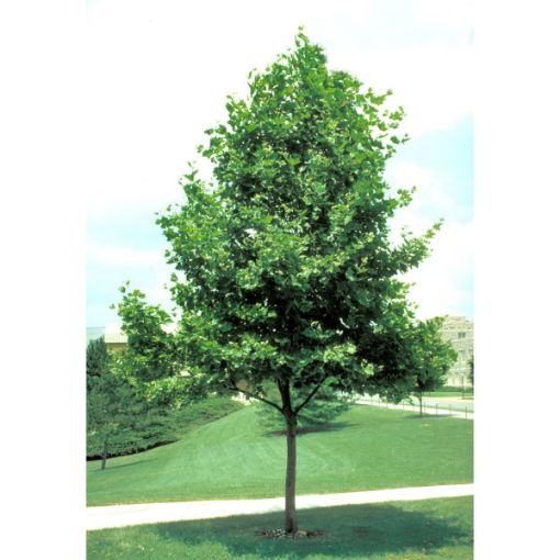 Picture of Exclamation!™ London Planetree (Sycamore)