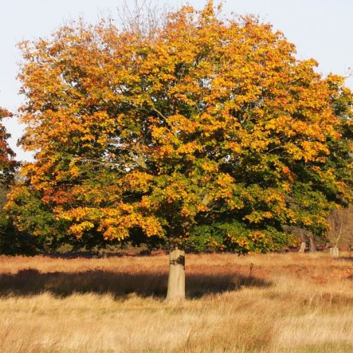 Scarlet Oak