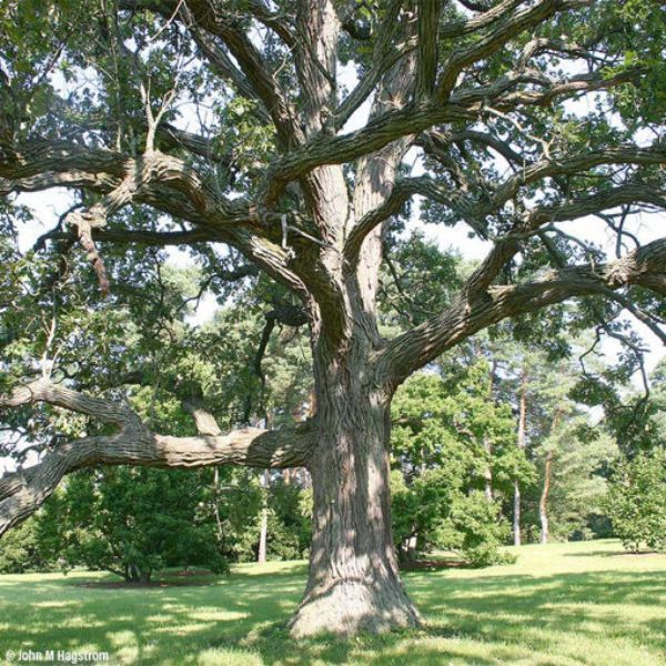 Buy affordable Bur Oak seedlings at our online nursery - Arbor Day ...
