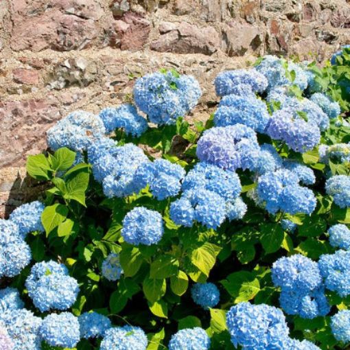 Blue Hydrangea Seedlings