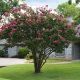 Picture of Crapemyrtle Seedlings