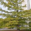 Picture of Baldcypress Seedlings