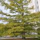 Picture of Baldcypress Seedlings