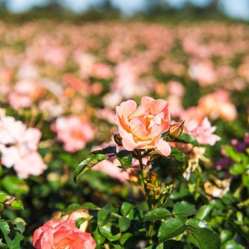 Trees for Sale at the Arbor Day Tree Nursery - Arbor Day Foundation