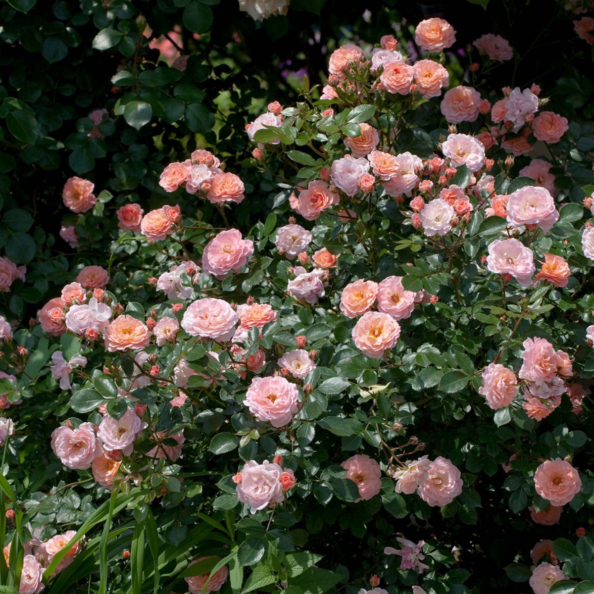 Apricot Drift® Roses for Sale at Arbor Day's Online Tree Nursery ...