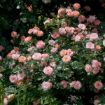 Picture of Apricot Drift® Rose
