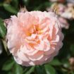 Picture of Apricot Drift® Rose