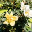 Picture of Popcorn Drift® Rose