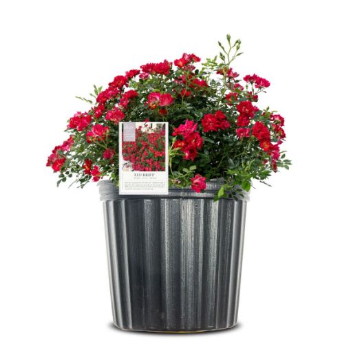 Red Drift® Roses for Sale at Arbor Day's Online Tree Nursery - Arbor ...