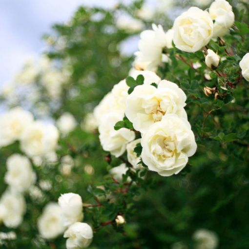 Picture of White Drift® Rose 