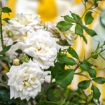 Picture of White Drift® Rose 