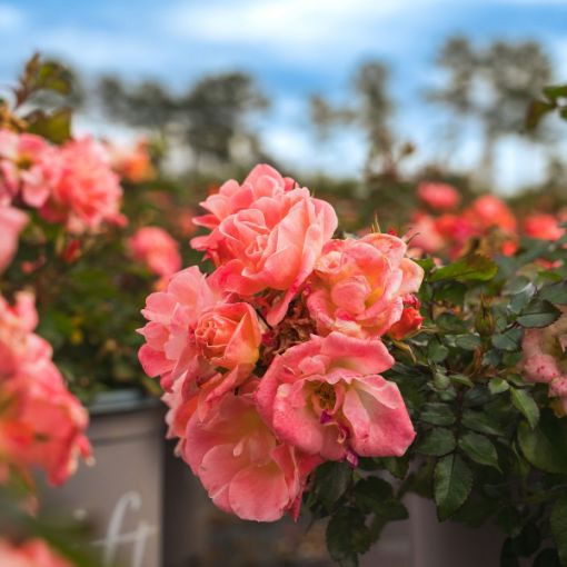 Picture of Peach Drift® Rose