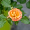 Picture of Peach Drift® Rose