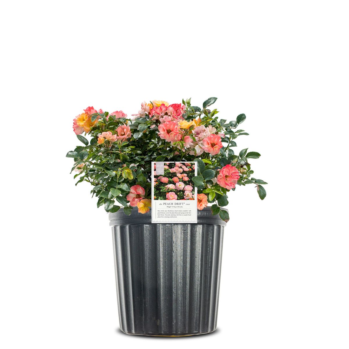 Peach Drift® Roses for Sale at Arbor Day's Online Tree Nursery - Arbor ...