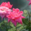 Picture of Double Pink Knock Out® Rose