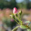 Picture of Double Pink Knock Out® Rose