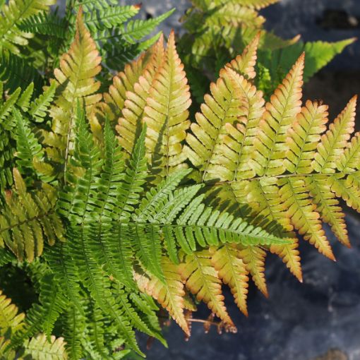 Picture of Autumn Fern