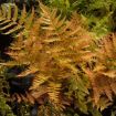 Picture of Autumn Fern