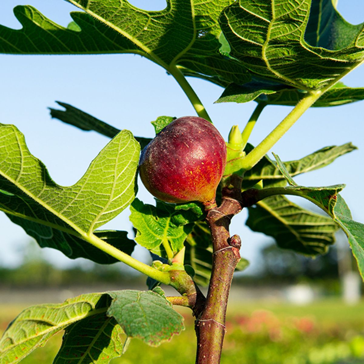 Chicago Hardy Fig Trees For Sale At Arbor Day s Online Tree Nursery 