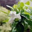 Picture of Frostproof Gardenia 
